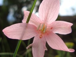Tritonia disticha flower